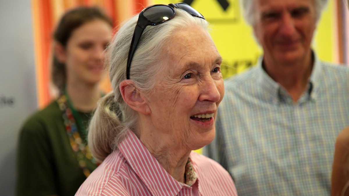 Se rumorea que 40530 Jane Goodall Tribute GWP podría lanzarse en marzo