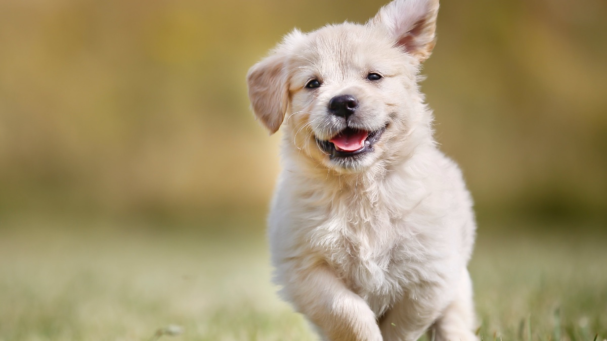 LEGO Icons Golden Retriever Puppy set rumoured for 2026