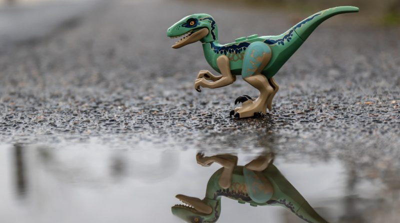 Brick Pic of the Day: Even raptors enjoy a good puddle