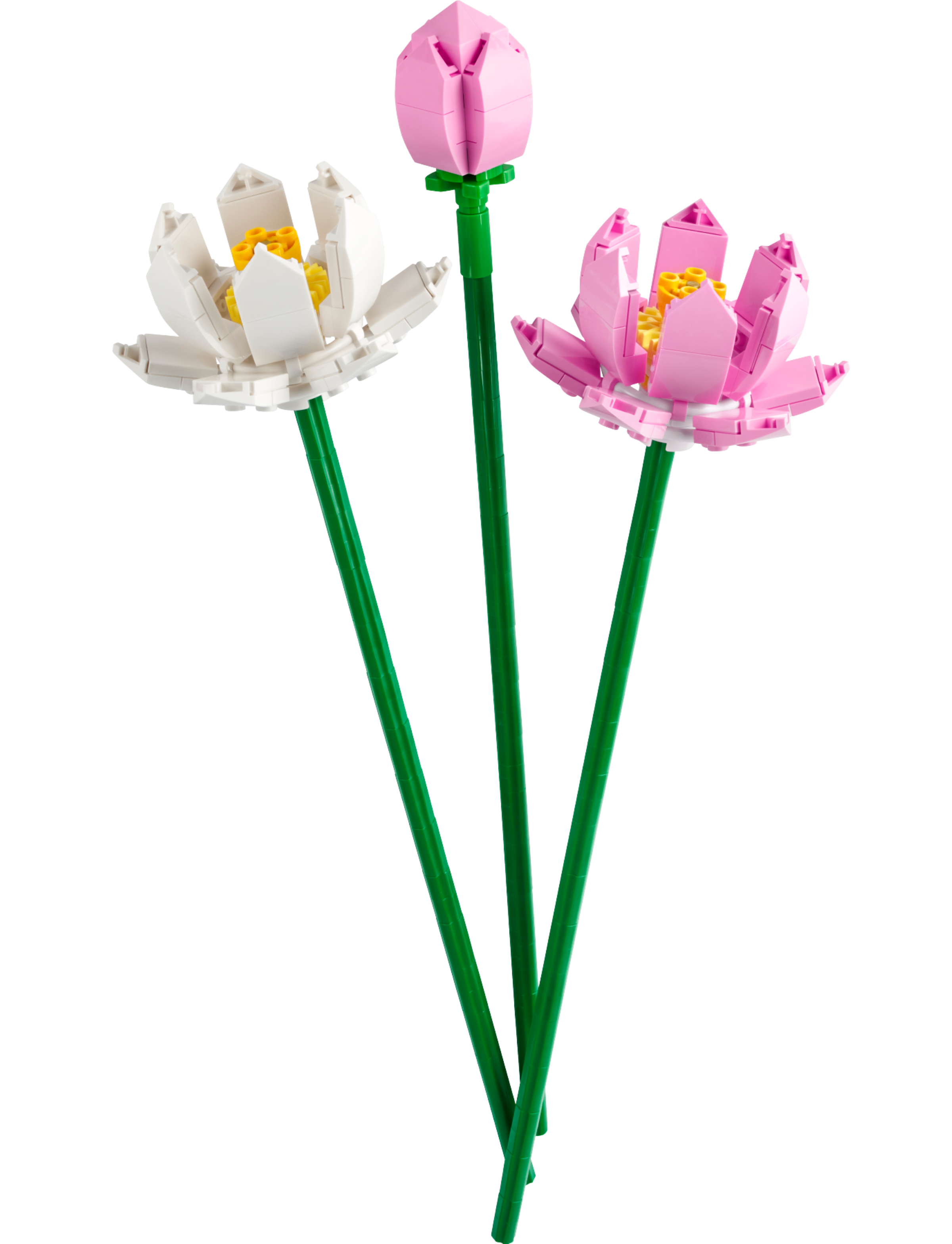 40647 lotus flowers