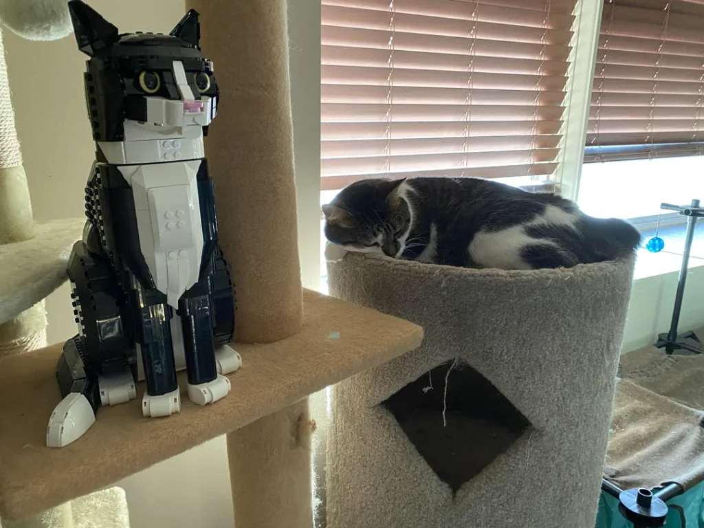 Arts Myth on reddit 21349 Tuxedo Cat reactions 1024x768