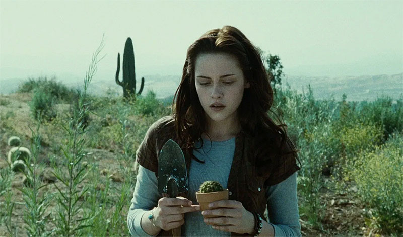 Bella Swan and her cactus