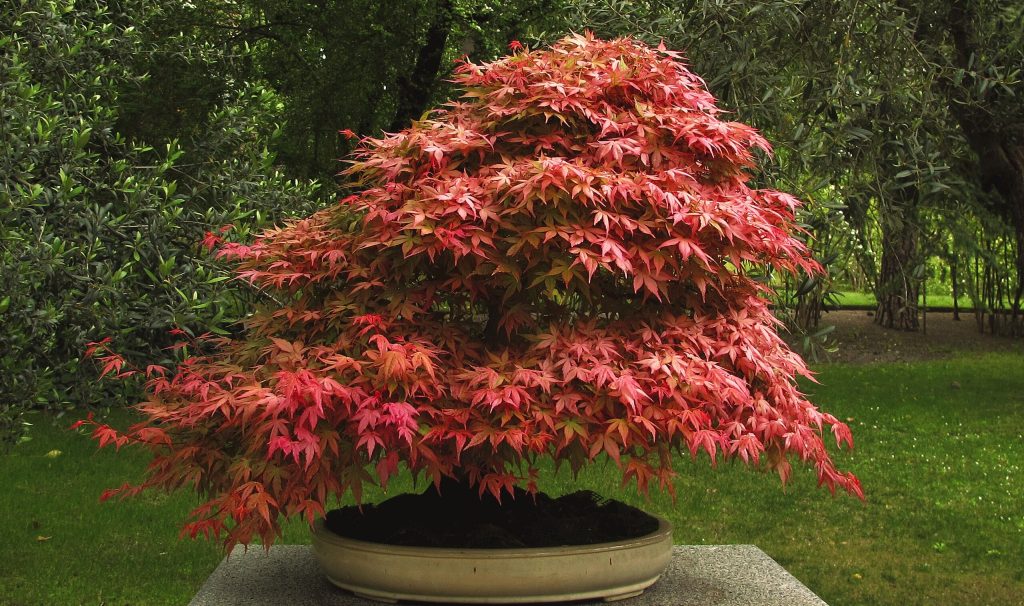 WIKIMEDIA Japanese Red Maple Bonsai Tree 1024x606