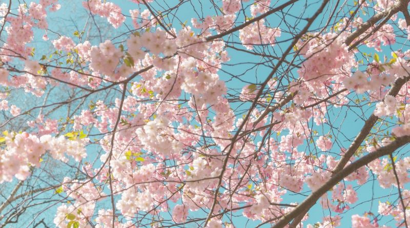 Japanese-Cherry-Blossoms-