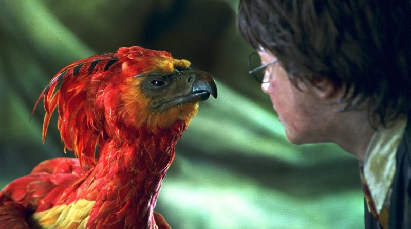 Harry Potter Fawkes featured
