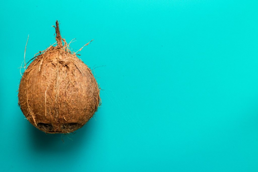 coconut photograph